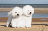 BICHON FRISE 082